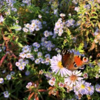 Kepotopia - Die grüne Eventlocation 5